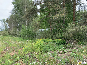 Жителей Барнаула предупреждают о рубке сухостойных и аварийных деревьев в пригороде 